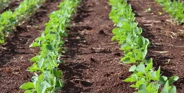 大豆田除草正當時,現在趕緊學這幾大 絕招 還不遲