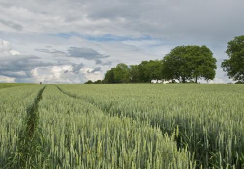 生產(chǎn)功能區(qū)和糖料蔗生產(chǎn)保護區(qū)劃定工作方案的通知-第1張圖片-創(chuàng)載網(wǎng)