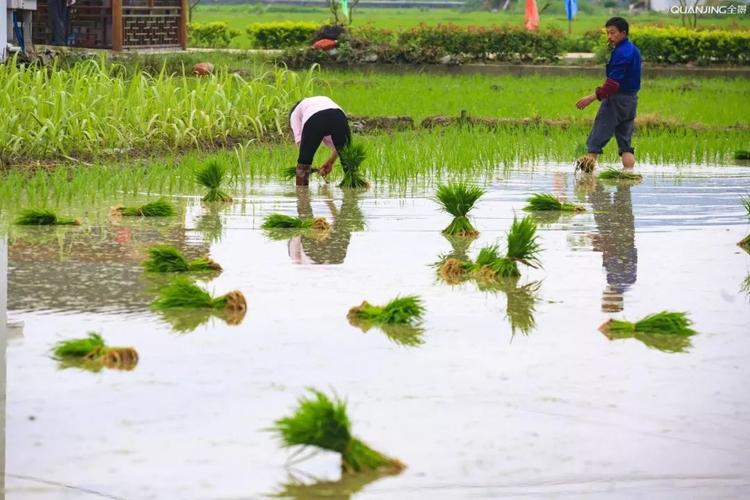 中央財政對水稻,小麥,玉米,棉花,馬鈴薯,油料作物,糖料作物,能繁母豬